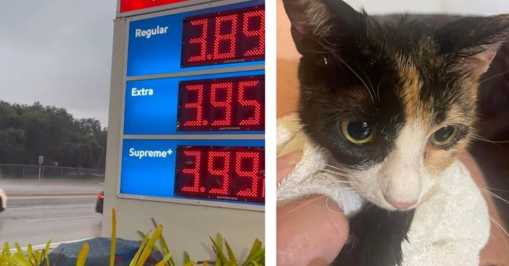 Stray Cat Meets Woman at Gas Station, Leads Her to Her Most Prized Possession (Video)