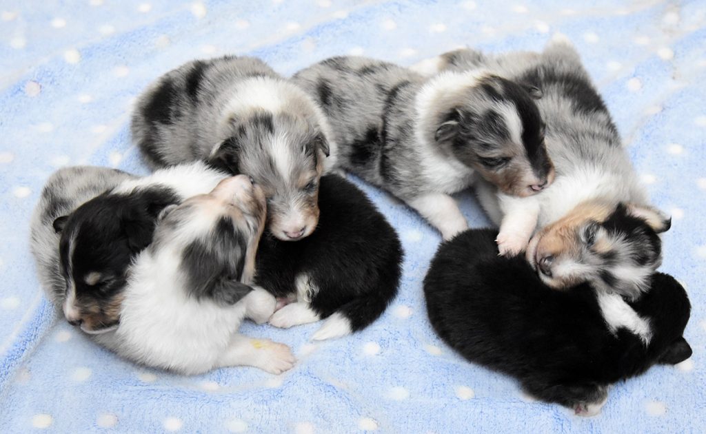 How many puppies can a female dog have in a litter?