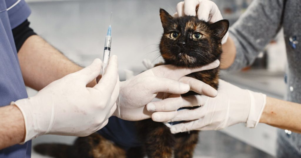 How to give medicine to your cat?